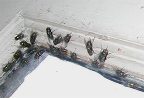 Flies, maggots, rubbish