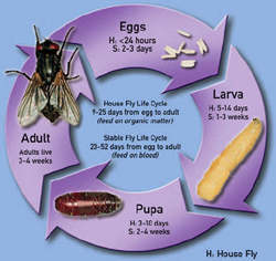 Flies, maggots, cycle